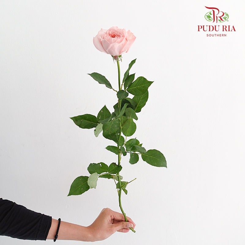 Rose Juliet Tower (8-10 Stems) - Pudu Ria Florist Southern