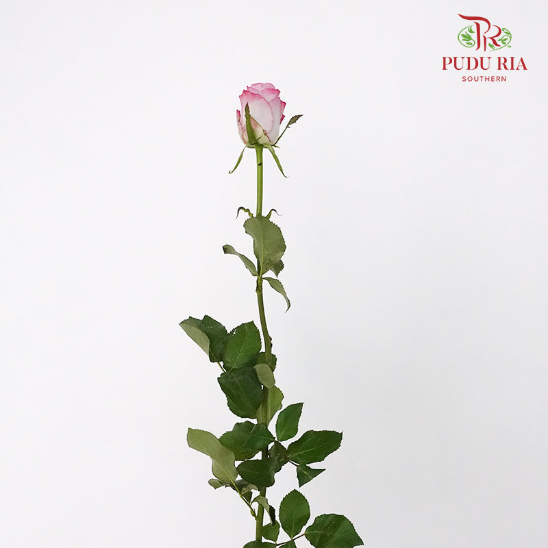 Rose Charisma 8-10 Stems) - Pudu Ria Florist Southern