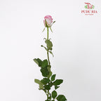 Rose Charisma 8-10 Stems) - Pudu Ria Florist Southern