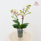 Phalaenopsis Orchid Green Center Purple Double Stem Small