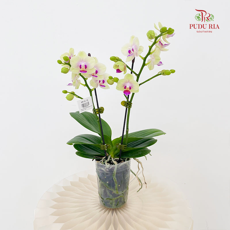 Phalaenopsis Orchid Green Center Purple Double Stem Small