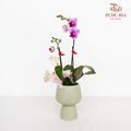 CNY Potted Plant Arrangement 2024#88