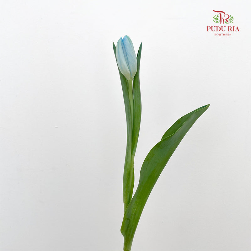 Tulip Dyed Color Blue 郁金香 - (8-10 Stems)
