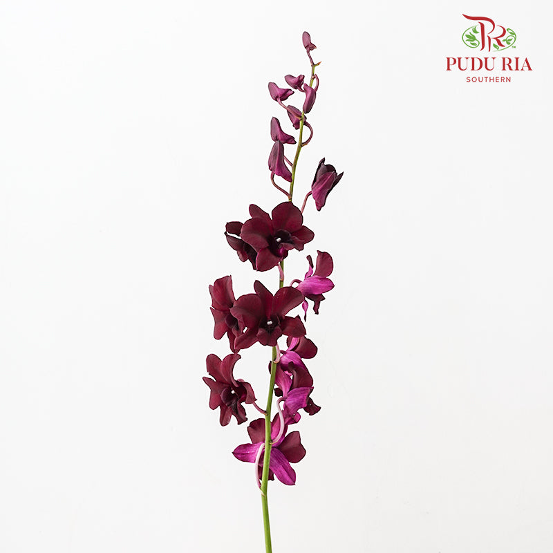 Dendrobium Orchid Dark Purple (L) - (5 Stems)