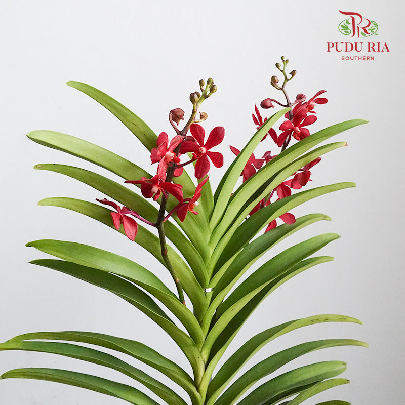 Mokara Orchid Pot - Red - Pudu Ria Florist Southern