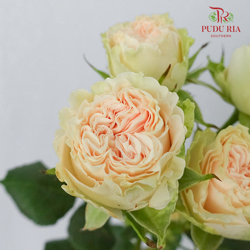 Rose Spray Summer Rose (6 Stems) - Pudu Ria Florist Southern