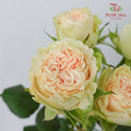 Rose Spray Summer Rose (6 Stems) - Pudu Ria Florist Southern