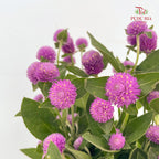 Gomphrena Strawberry Purple - (Per Bundle)