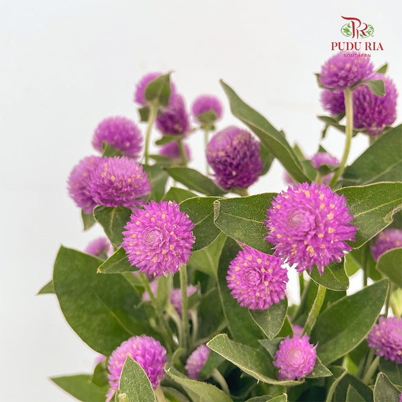Gomphrena Strawberry Light Purple - (Per Bundle)