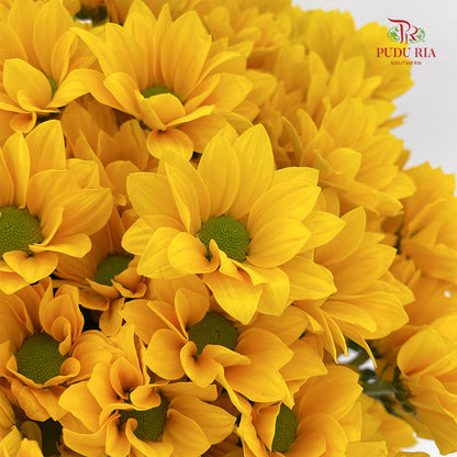 Chrysanthemum Pompom Daisy Yellow 1 (10-12 Stems)