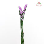 Dry Statice - Light Purple