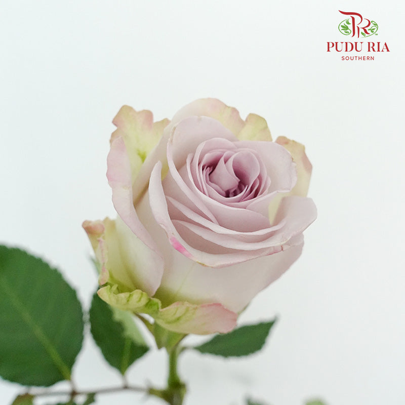 Rose Star Of The Sea (8-10 Stems) - Pudu Ria Florist Southern