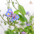 Myosotis 勿忘草 - (5 Stems)