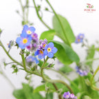 Myosotis 勿忘草 - (5 Stems)
