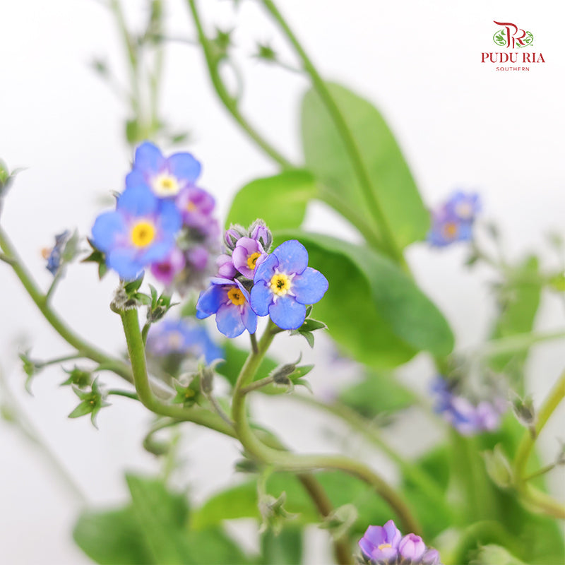 Myosotis 勿忘草 - (5 Stems)