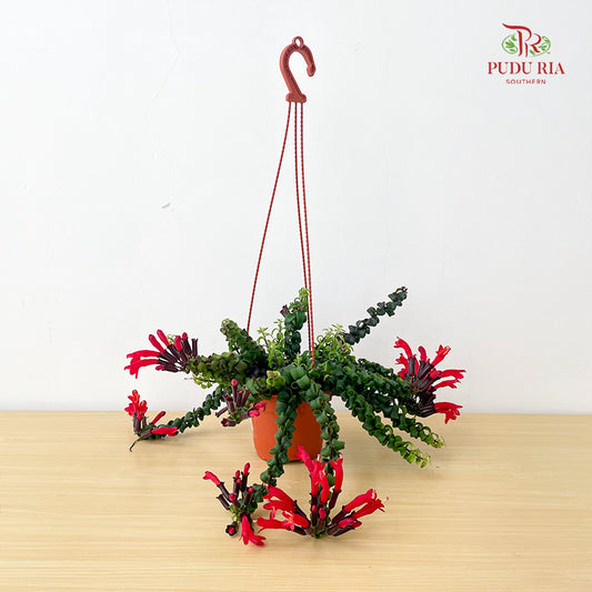 Aeschynanthus Radicans (Lipstick)
