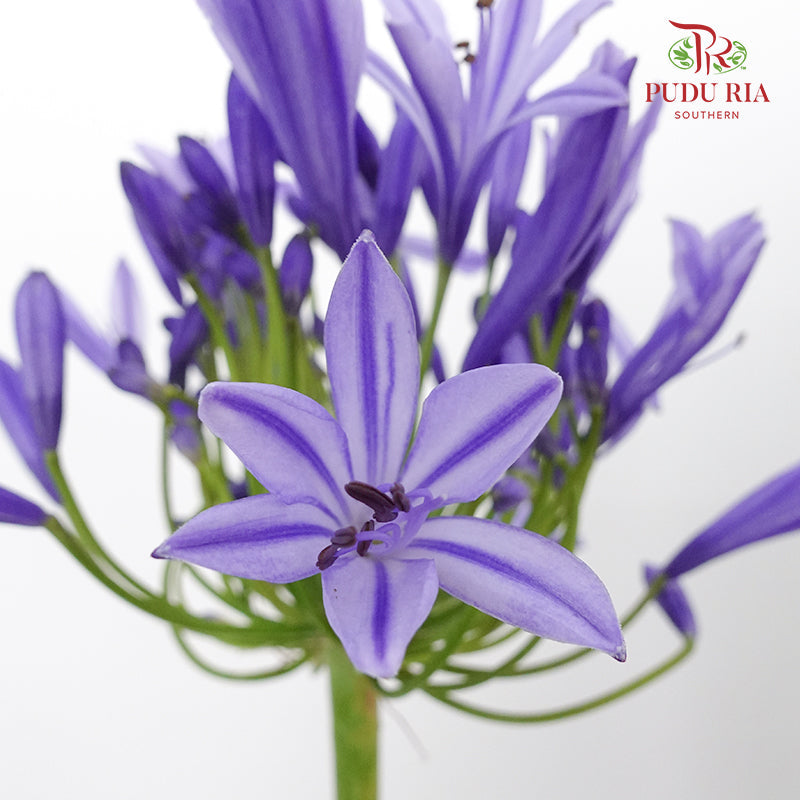 Agapanthus - Per Stem - Pudu Ria Florist Southern