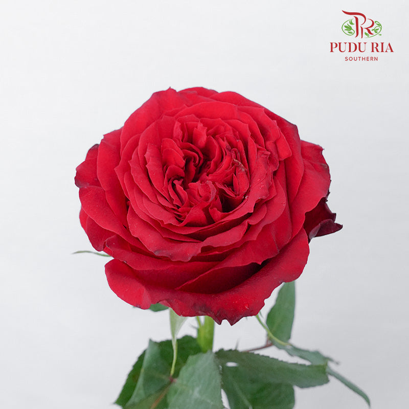 Rose Rouge Royal (6 Stems) - Pudu Ria Florist Southern