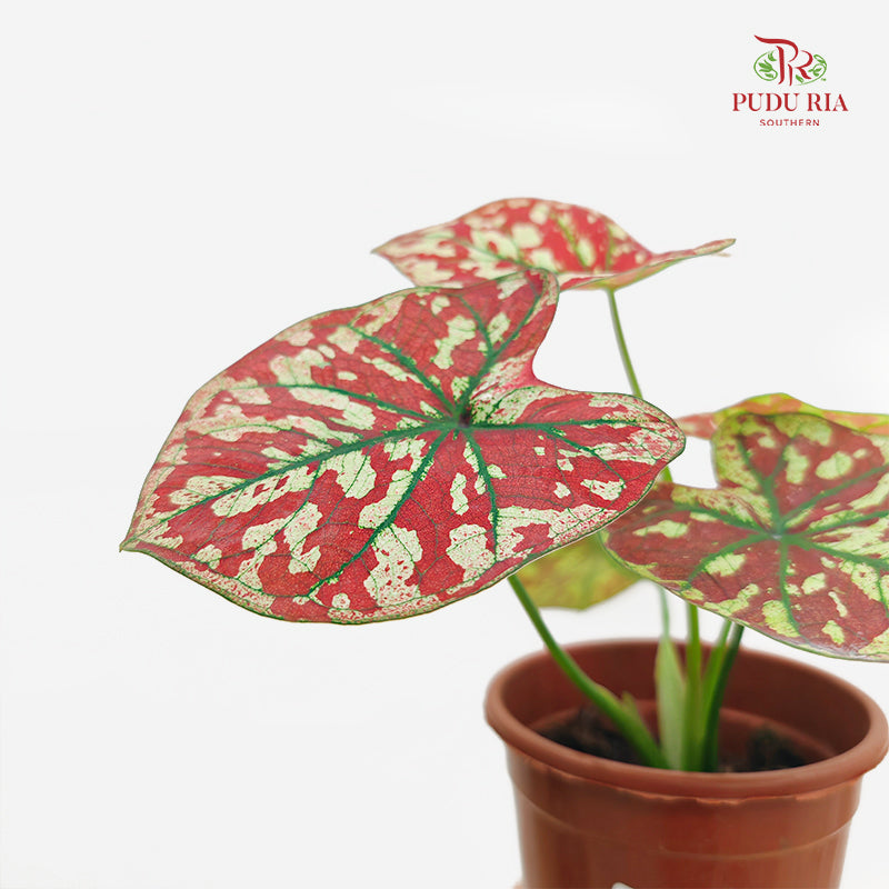 Caladium Scarlet Mary 狸红玛丽彩叶芋