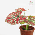 Caladium Scarlet Mary 狸红玛丽彩叶芋