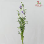 Gilia Capitata - (Per Bundle)
