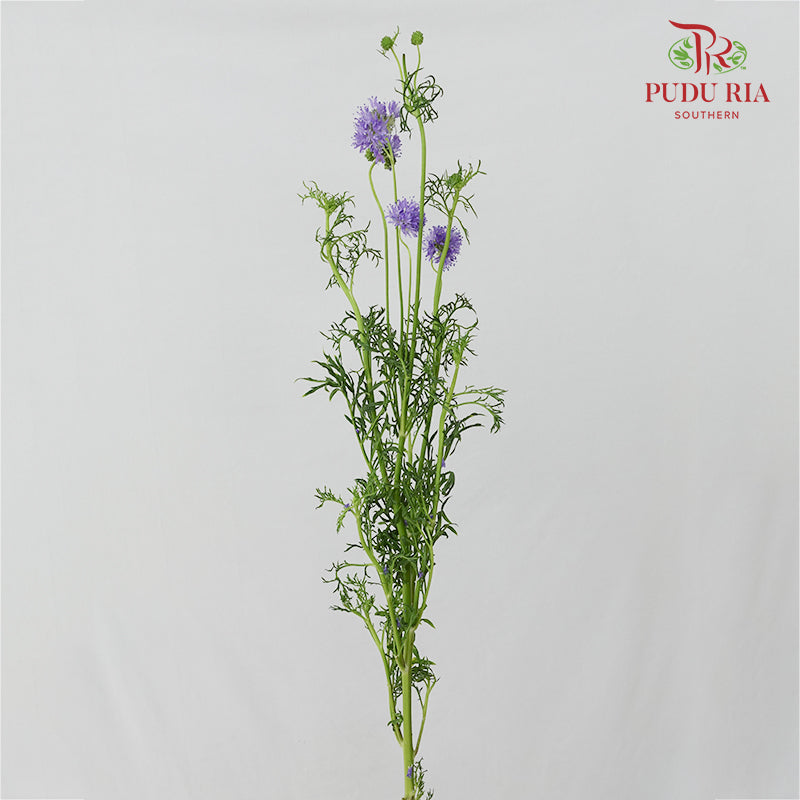 Gilia Capitata - (Per Bundle)