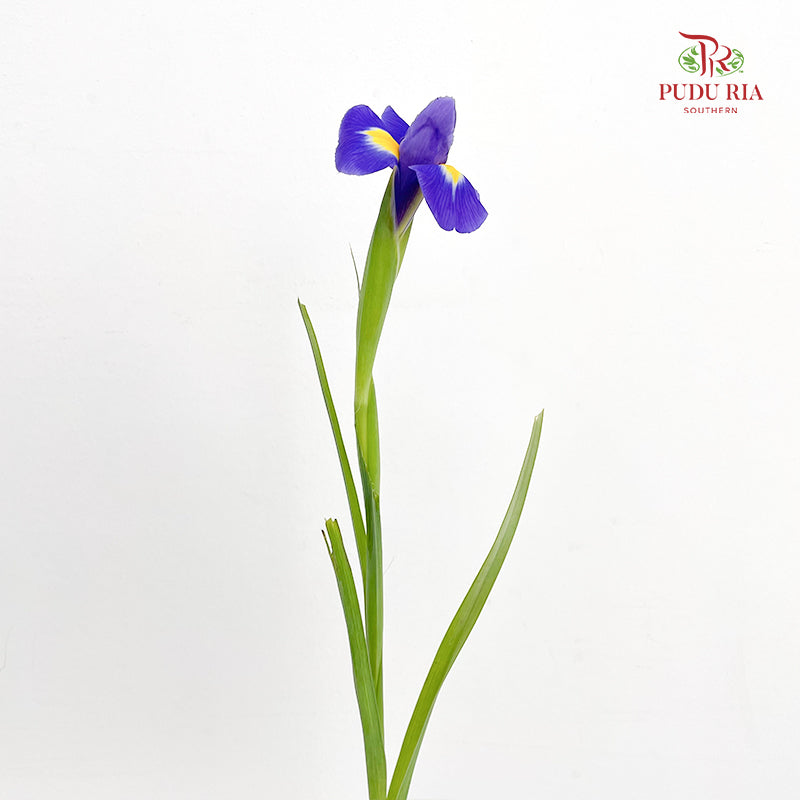 Iris Purple - ( 5 Stems)