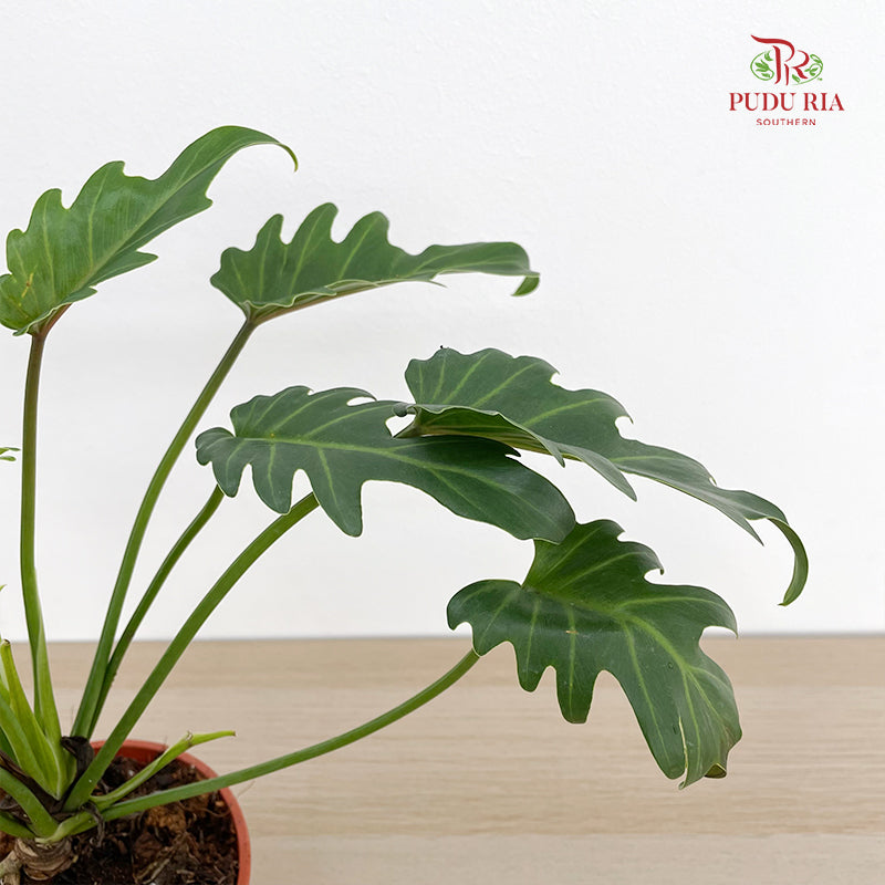 Philodendron Xanadu