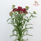 Achillea / Yarrow Red - Pudu Ria Florist Southern
