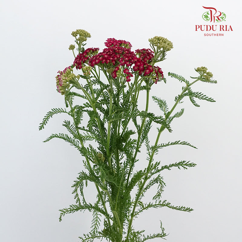 Achillea / Yarrow Red - Pudu Ria Florist Southern