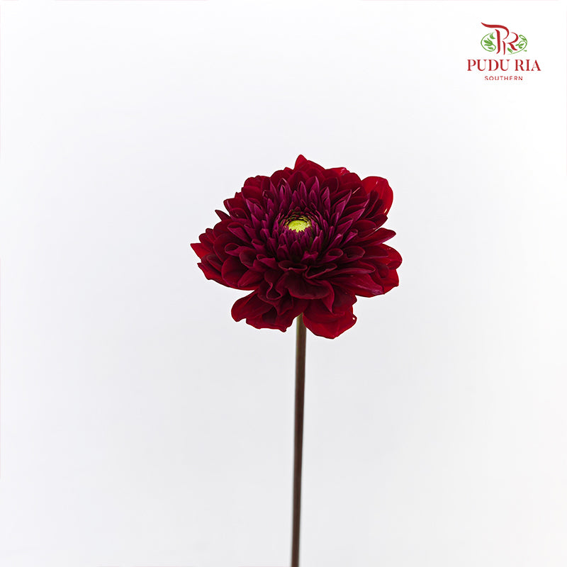 Dahlia Hybrida Red Run 红色奔跑大理花 - (5 Stems)