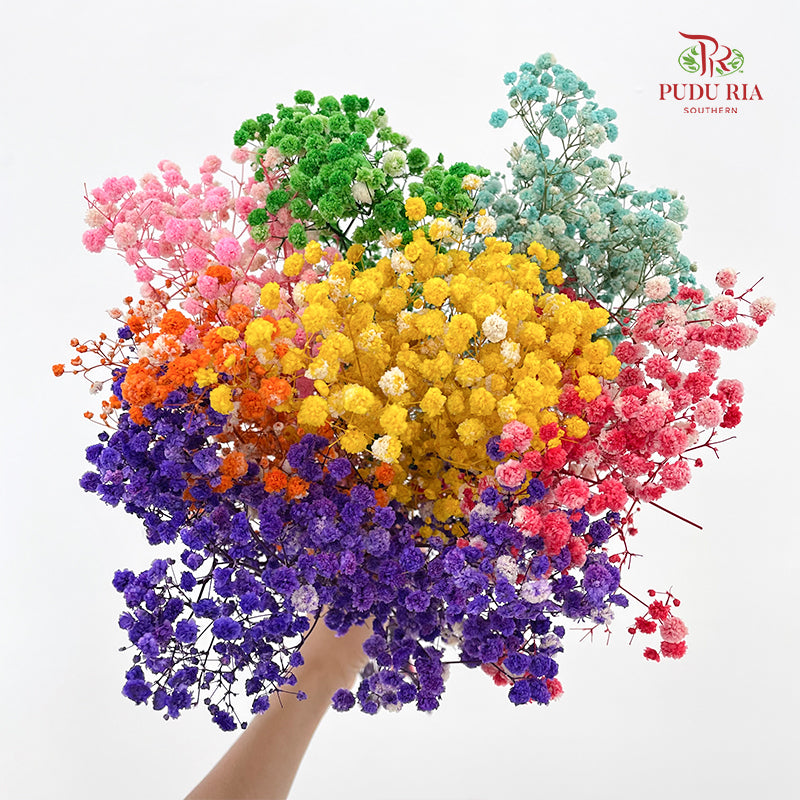 Preservative Baby Breath - Rainbow
