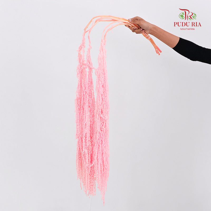 Preservative Amaranthus Light Pink