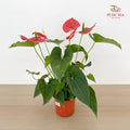Anthurium Michigan P150 - Red