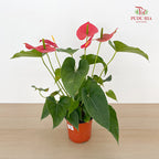 Anthurium Michigan P150 - Red