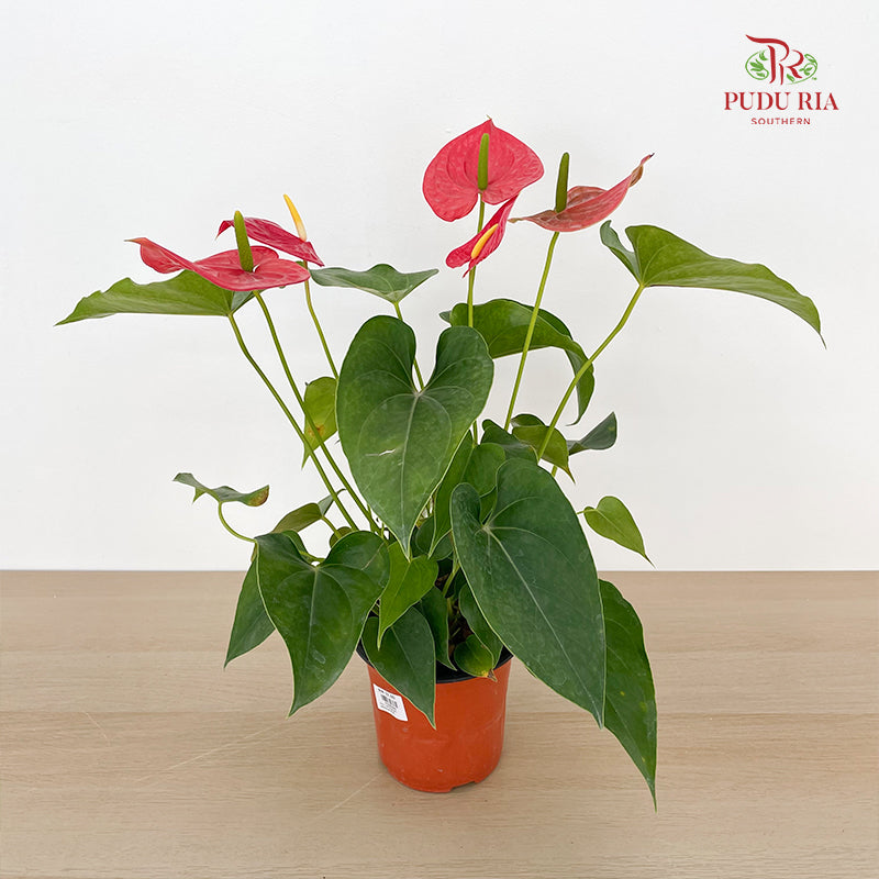 Anthurium Michigan P150 - Red