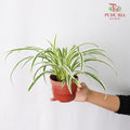 Chlorophytum Comosum - Pudu Ria Florist Southern