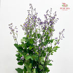 Thalictrum 唐松草 - (Per Bundle)