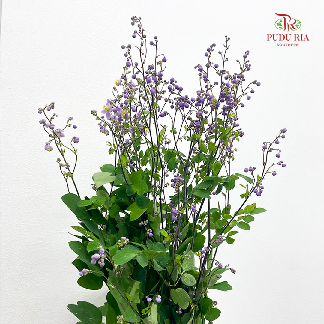 Thalictrum 唐松草 - (Per Bundle)