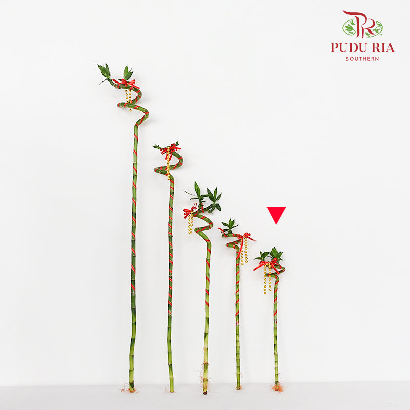 Lucky Bamboo With Deco - 转运竹