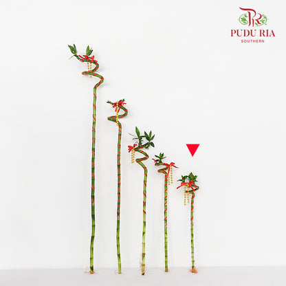 Lucky Bamboo With Deco - 转运竹