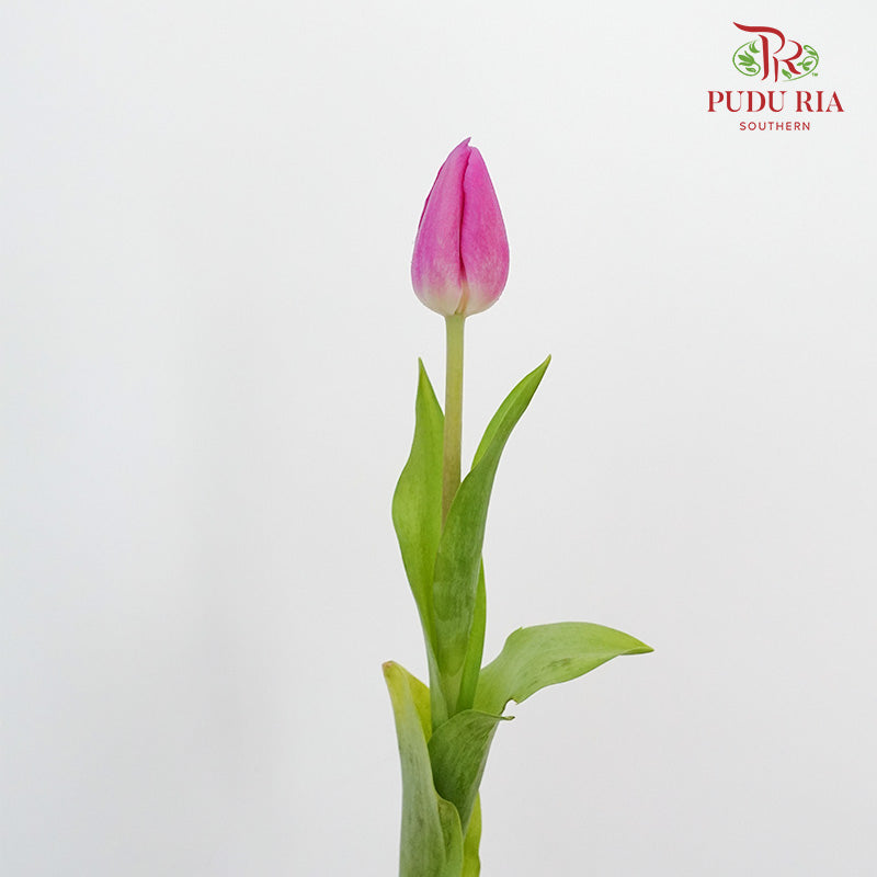 Tulip Magenta (8-9 Stems) - Pudu Ria Florist Southern