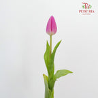 Tulip Magenta (8-9 Stems) - Pudu Ria Florist Southern