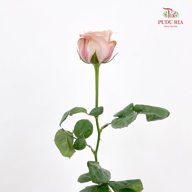 Rose Net Cappuccino - (19-20 Stems)