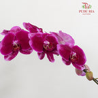 Phalaenopsis Orchid Spots Purple Big Single Stem