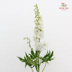 Delphinium Short White飞燕草 - (5 Stems)