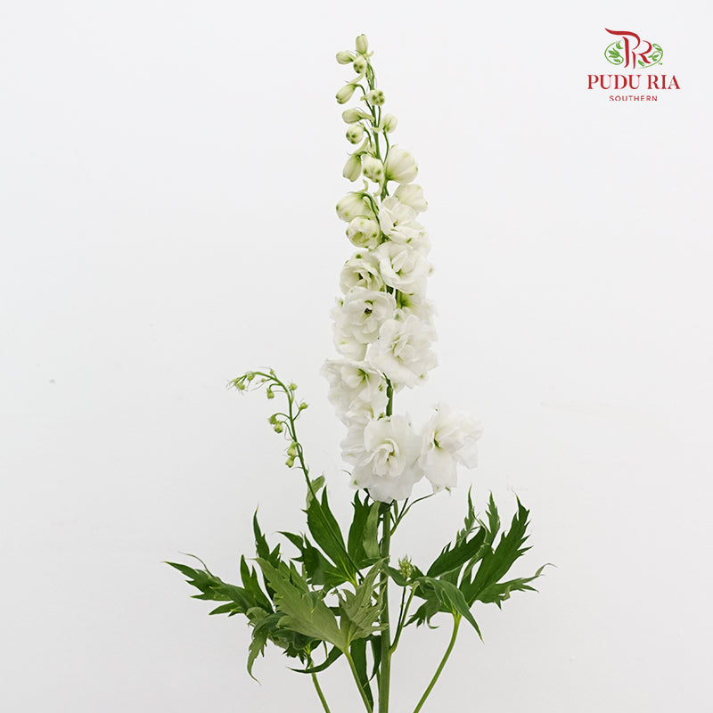 Delphinium Short White - (5 Stems)