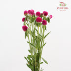 Gomphrena Strawberry Carmine - (Per Bundle)
