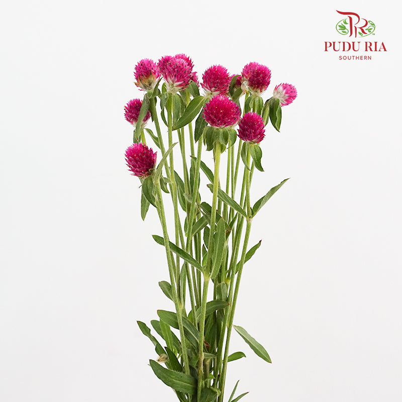 Gomphrena Strawberry Carmine - (Per Bundle)