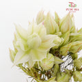 Blushing Bride White - Pudu Ria Florist Southern